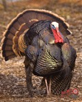 DuraMesh Archery Target  <br>  Turkey 3 32 in. x 25 in.