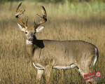 DuraMesh Archery Target  <br>  Whitetail 4 25 in. x 32 in.